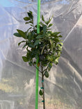Load image into Gallery viewer, Tree Defender 6' Plant Protection System-Tree Defender
