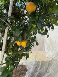 Load image into Gallery viewer, Tree Defender 6' Plant Protection System-Tree Defender