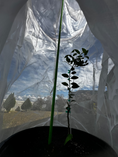 Load image into Gallery viewer, Young citrus tree growing inside a Tree Defender 6-foot breathable mesh plant protection system.