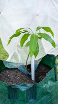Load image into Gallery viewer, Young mango tree growing inside a Tree Defender 6-foot breathable mesh plant protection system.