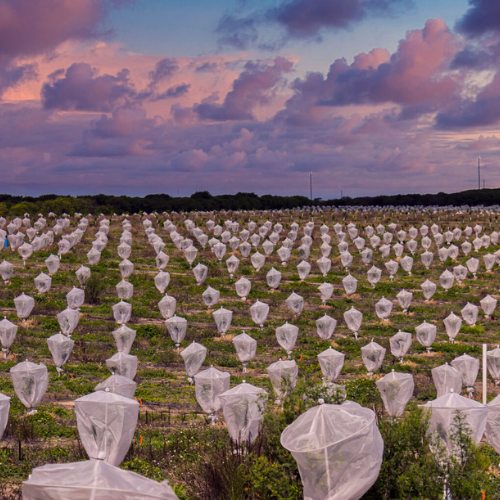 How to Protect Citrus Trees from Citrus Greening (HLB) at Home-Tree Defender