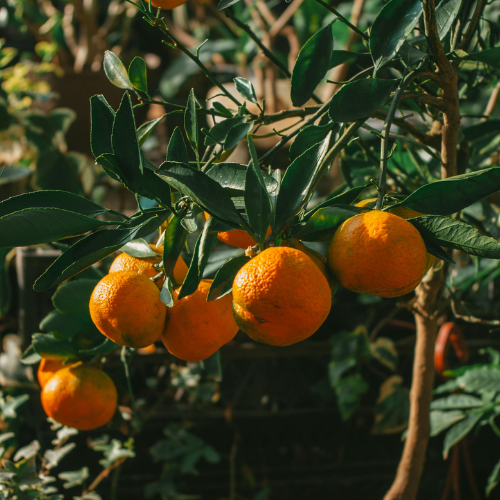 Best Way to Keep Bugs Off Young Citrus Trees Without Chemicals-Tree Defender