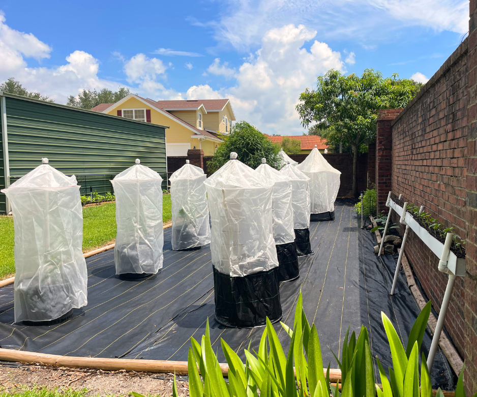 How to Protect Citrus Trees from Citrus Greening (HLB) at Home