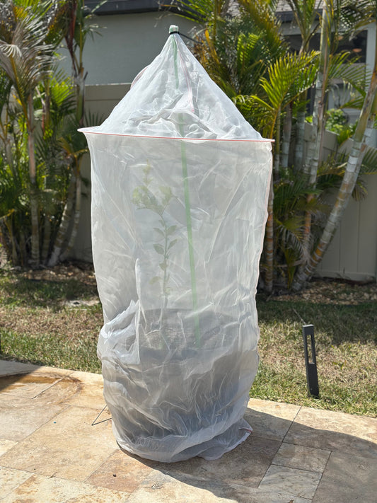 Tree Defender 6-foot plant protection system covering a young potted tree in a backyard setting.