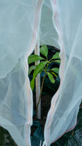 Load image into Gallery viewer, Young tree visible through the open zipper of a breathable mesh Tree Defender cover, allowing easy access for inspection and plant care.

